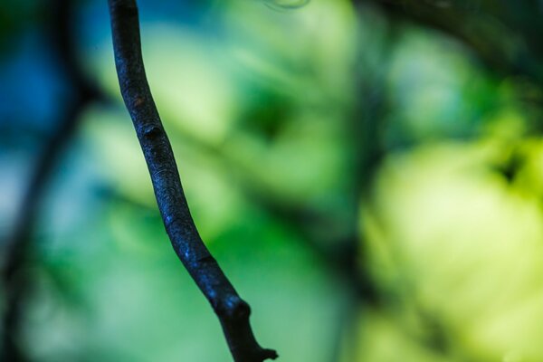 A twig from a tree green blurred photo if you look at the nerves resting