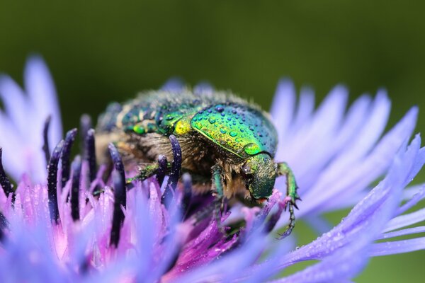 A beetle on a purple flower with a drop of water