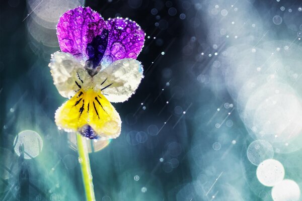 Makroaufnahme einer Stiefmütterchenblüte in Regentropfen