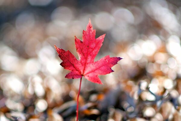 Red maple leaf in macro