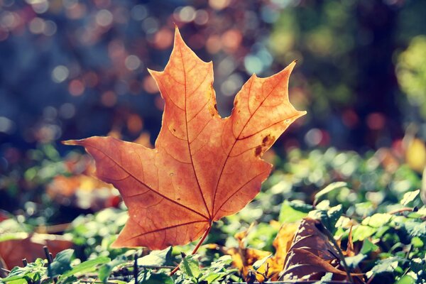 Hermosa hoja de arce. Hermoso otoño