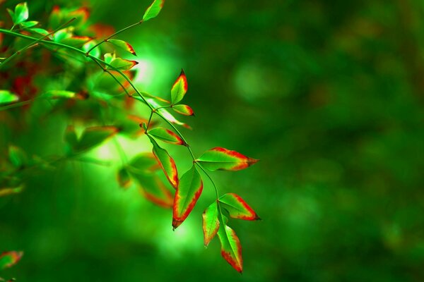 Macro Shooting hojas verdes borrosas Widescreen