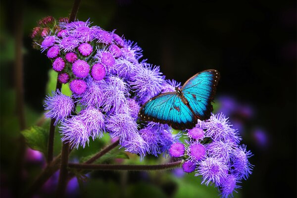 Foto esotica della farfalla sui fiori. Farfalla blu e fiori viola