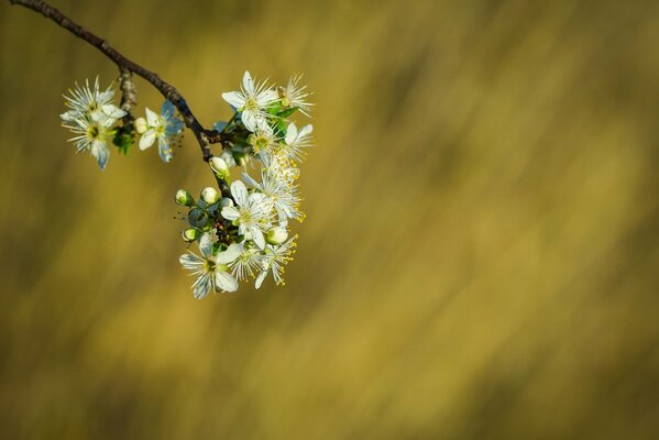 Flower buds on a branch are a sign of spring