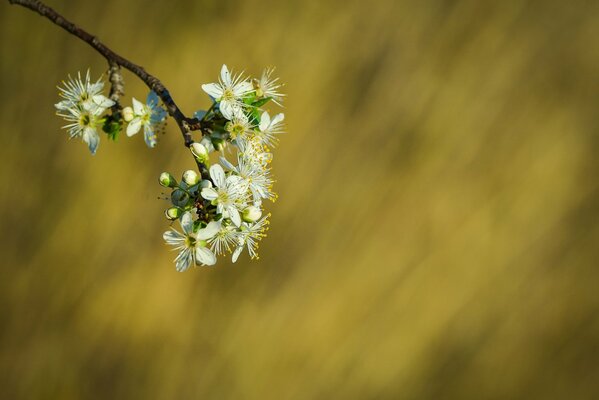 Pąki kwiatów na gałęzi znak wiosny