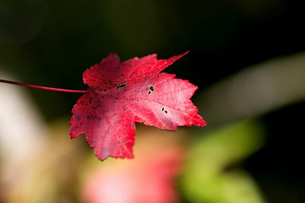 Hoja de arce muestra otoño