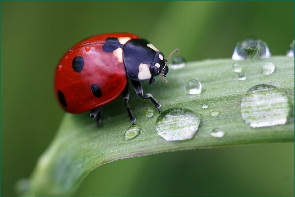 Coccinella sulle gocce di rugiada