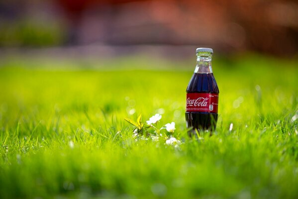 Coca cola en la hierba de primavera