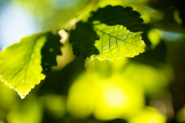 Liście w ujęciu makro Pełny ekran panoramiczny bokeh