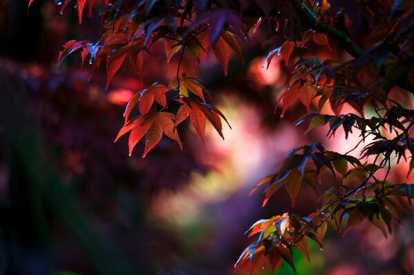Zbliżenie liści klonu w szkarłatnych kolorach