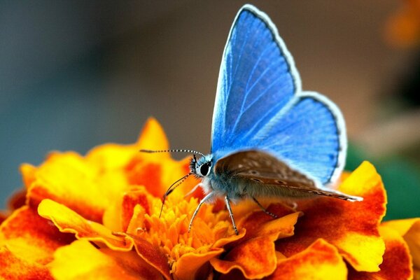 Gelbe Blume mit Schmetterling