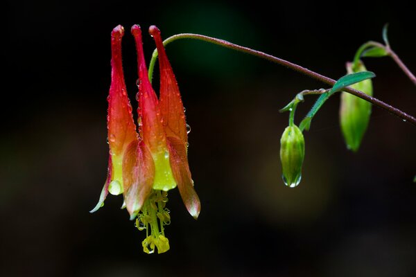 A flower on a stem in dew drops