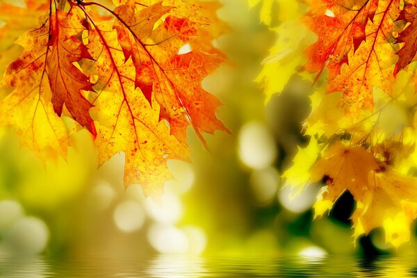 Red and yellow maple leaves