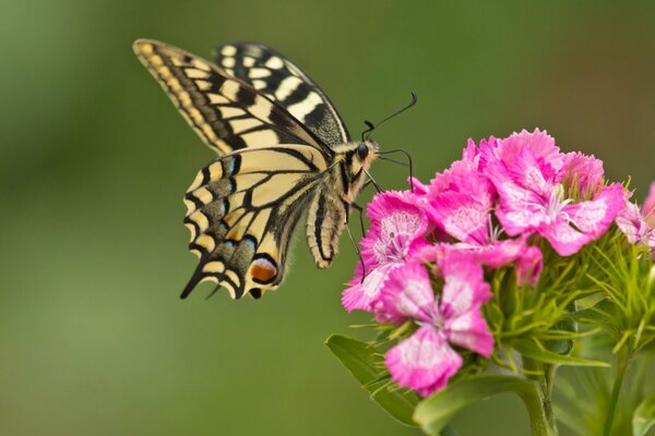 Photographie de gros plan. Papillon sur oeillet