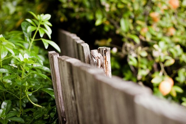 Large-format wallpaper wooden fence in the thicket