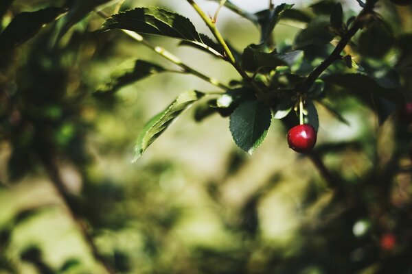 Cherry on a twig with bright green leaves