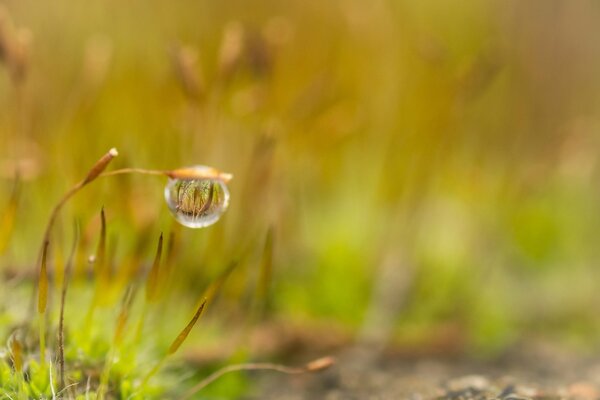 A dewdrop hanging on the stem of a plant