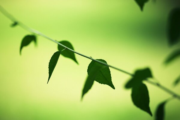 Closeup feuille verte sur fond flou