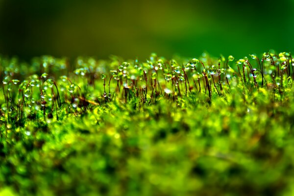 Bokeh gotas de rocío sobre musgo