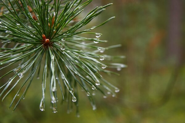 Pine twig with a cone after the rain