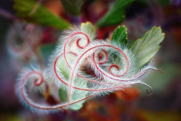 Le miracle de la nature Toli feuille ou vrilles de fleurs