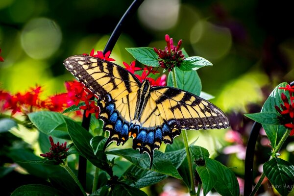 La mariposa se alimenta del néctar de las flores