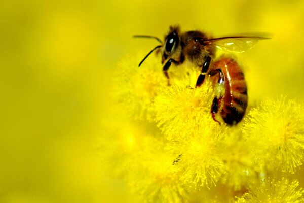 Abeille assise sur un pissenlit jaune vif