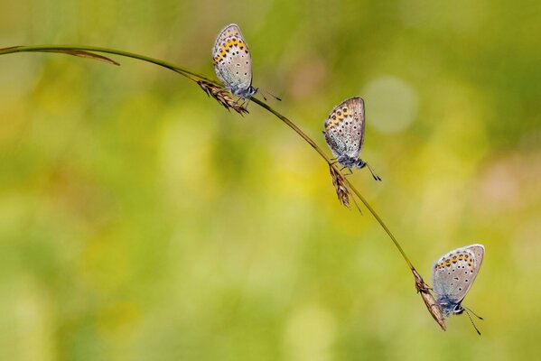 Butterflies in summer on a blade of grass