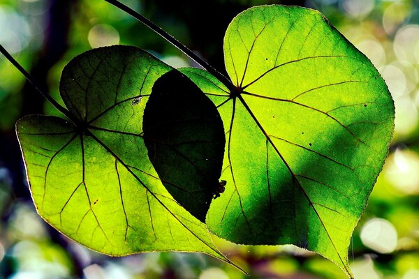 Green tree leaves in the sun