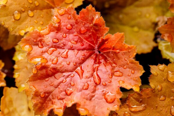 Bright autumn leaves in raindrops