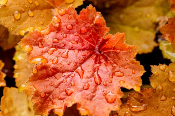 Jasne jesienne liście w kroplach deszczu
