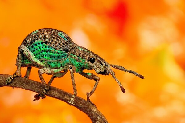 Un Coléoptère avec des antennes est assis sur une branche