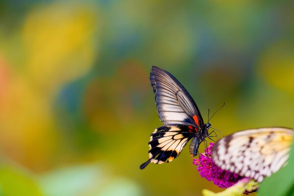 Butterfly on a pink flower background