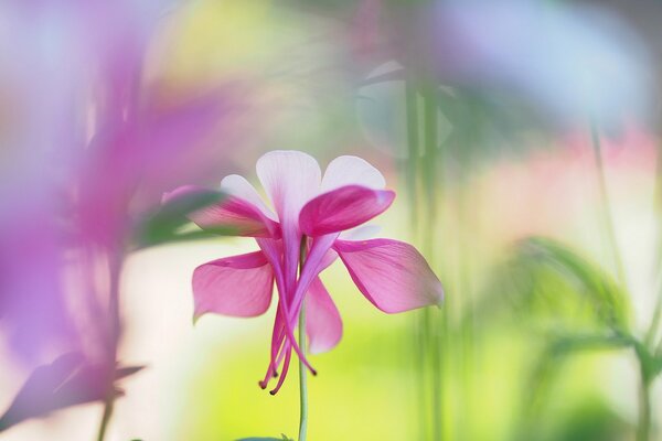 Flor de Aquilegia blanca y rosa sobre fondo borroso