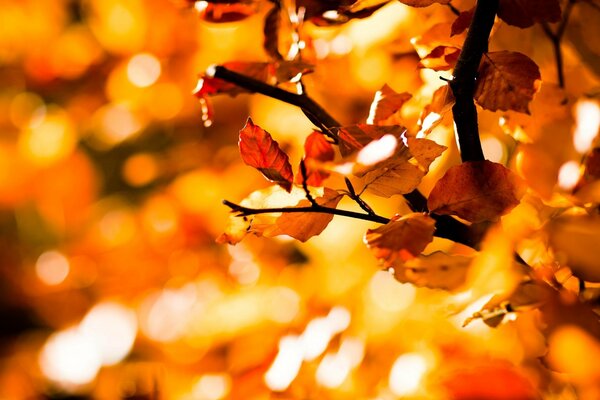 Macrophoto of autumn yellow foliage