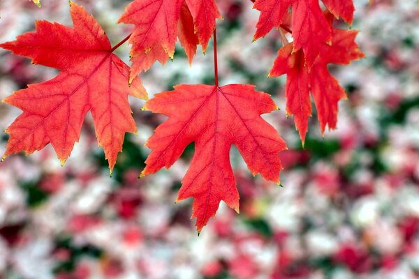 Fond de feuilles d érable rouge