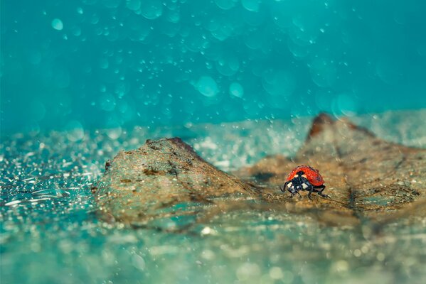 Ladybug in the rain with leaves