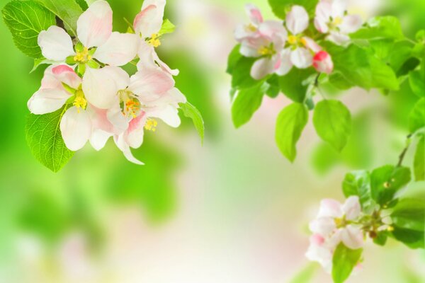 Blooming apple tree leaves in spring