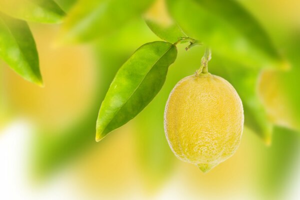 Lemon with leaves on a blurry background