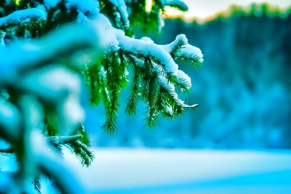 A sprig of spruce in the snow in winter macro shooting
