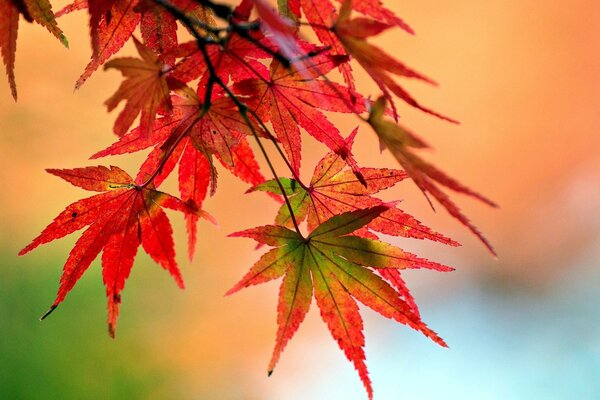 Autumn yellow red leaf