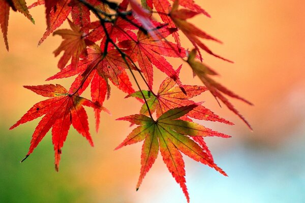 Осенний желтый красный лист