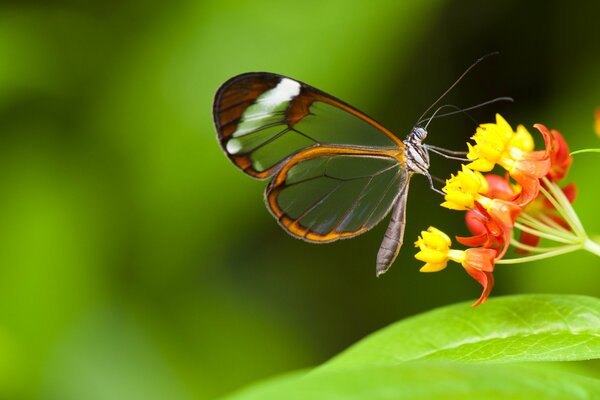 Papillon translucide sur une fleur jaune-orange