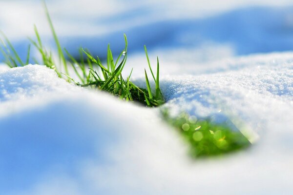 Hierba verde en ventisqueros de nieve es increíble