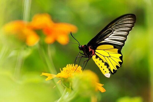 Flor amarilla con mariposa amarilla