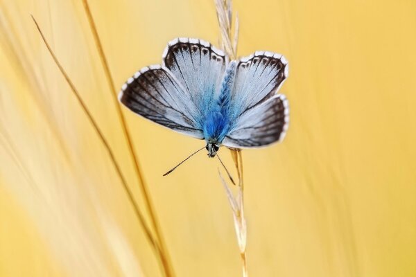 Una pequeña mariposa se sienta en una espiguilla