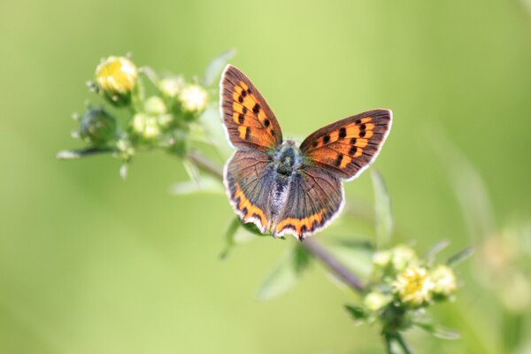 Motyl siedzi na roślinie z żółtymi pąkami