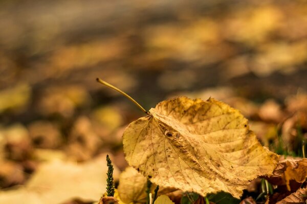 Withered autumn leaves on the ground