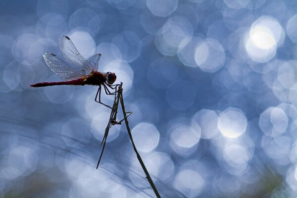 Dragonfly in the sun glare