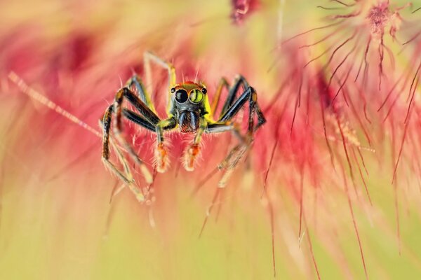 Photo agrandie d une araignée aux pattes hirsutes